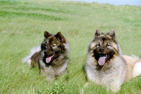 Eurasier Ouyazhou Xiao Lang  und Pengyou Suying vom Traventhal