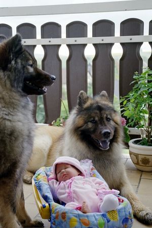 Eurasier Xiao Lang und Suying mit 