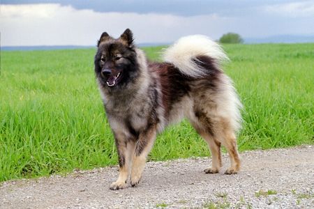 Eurasier Pengyou Suying vom Traventhal