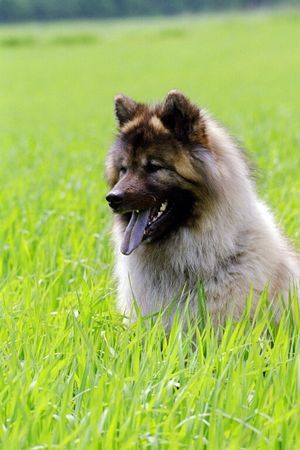 Eurasier Ouyazhou Xiao Lang vom Traventhal im Feld