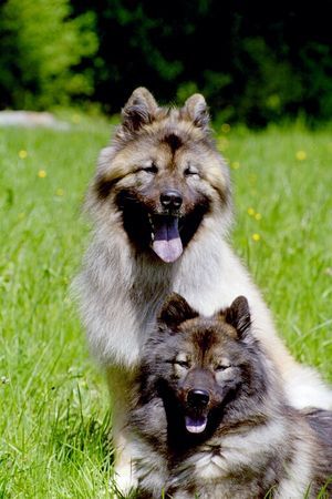 Eurasier Xiao Lang mit Suying Mai 2006