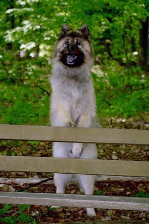 Eurasier Eurasierrüde Xiao Lang Mai 2006