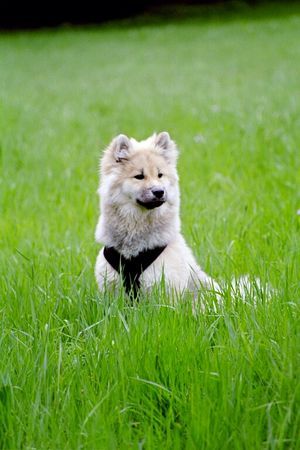 Eurasier Anukis von den Wassernixen Mai 2006