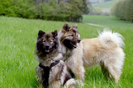 Eurasier Xiao Lang mit Suying Mai 2006