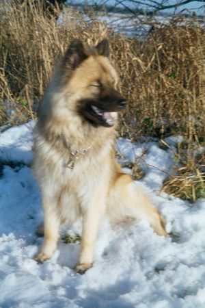 Eurasier ich liebe Schnee!