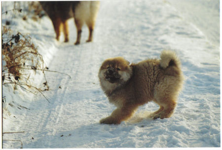 Eurasier Anukis im Schnee