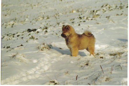 Eurasier Anukis im Schnee