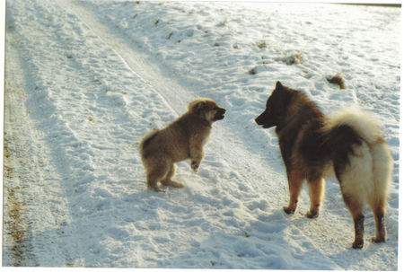 Eurasier Anukis mit Tante Suying