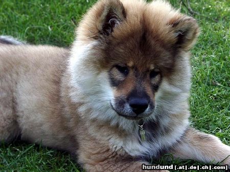 Eurasier Armstrong - Champ von der Fuchshütte 13  Wochen