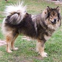 Eurasier Atreju vom Valentinschlössel