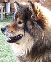 Eurasier Atreju vom Valentinschlössel