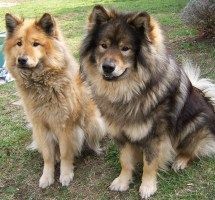 Eurasier Gelia vom Seewaldbach & Atreju vom Valentinschlössel