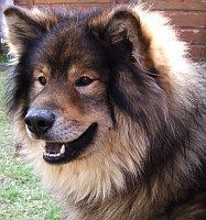 Eurasier Atreju vom Valentinschlössel