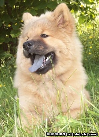 Eurasier Bella Luna vom Tal der Raben beim Spiel