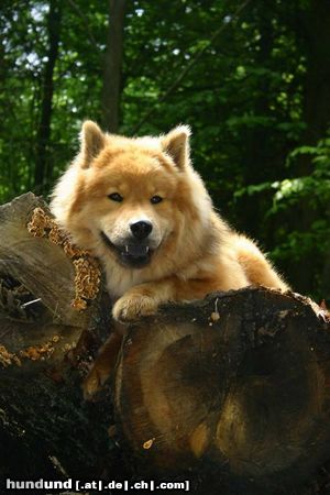 Eurasier Bella Luna vom Tal der Raben - Ruhepause beim Spaziergang