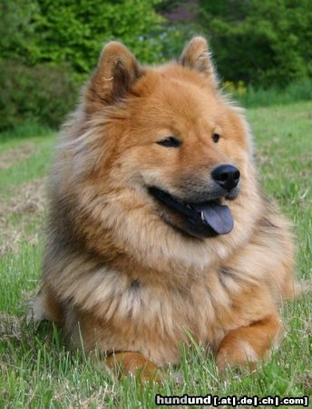 Eurasier Herrchen meint, ich würde majestätisch im Gras liegen....