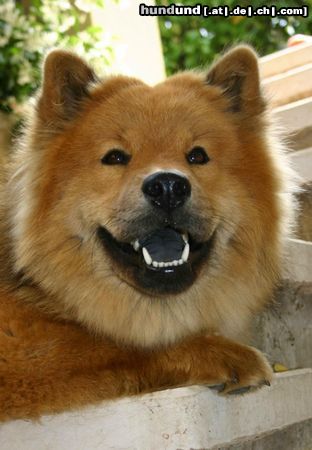 Eurasier Eurasierin Bella Luna vom Tal der Raben