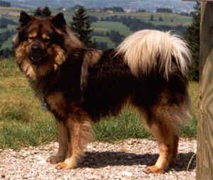 Eurasier Eurasierrüde 