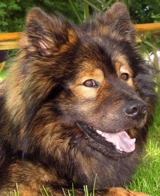 Eurasier Akela vom Valentinschlössel