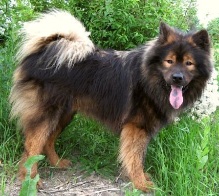 Eurasier Akela vom Valentinschlössel