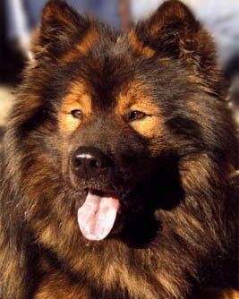 Eurasier Deckrüde Akela vom Valentinschlössel