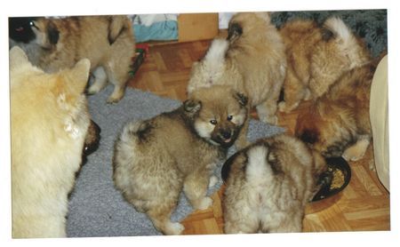 Eurasier Anukis 7 Wochen