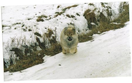 Eurasier Anukis von den Wassernixen