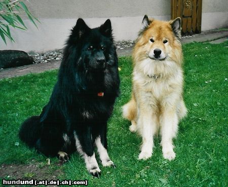 Eurasier ...wenn der Vater mit dem Sohne, Zanto&Arass