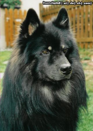 Eurasier Eurasier-Rüde,  Arass vom Bodensee-Blick 14 Mt.