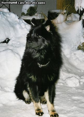 Eurasier Arass vom Bodensee-Blick 7,5 Mt.