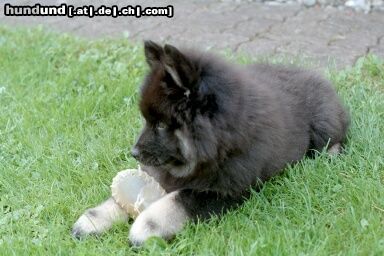 Eurasier Arass 10 Wochen