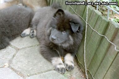 Eurasier Arass vom Bodensee-Blick, 9,5 Wo