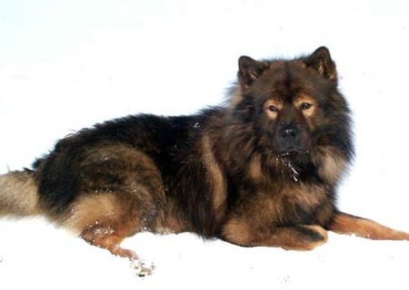 Eurasier