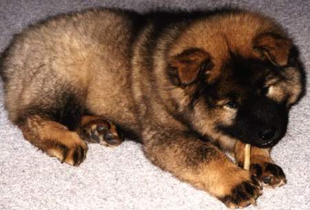 Eurasier EURASIERWELPE Arras - 9 Wochen alt