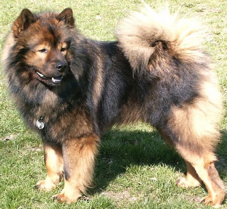 Eurasier Österr.Deckrüde 