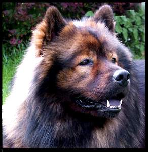 Eurasier EURASIER 