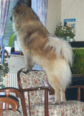 Eurasier Asko guck aus