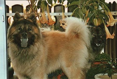 Eurasier Wenn Eurasier überrascht werden...