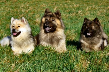 Eurasier Eurasier - Beste Freunde