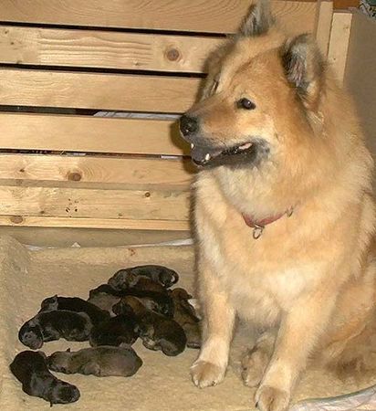 Eurasier Briska v.Heiligenkreuz mit B-Wurf 