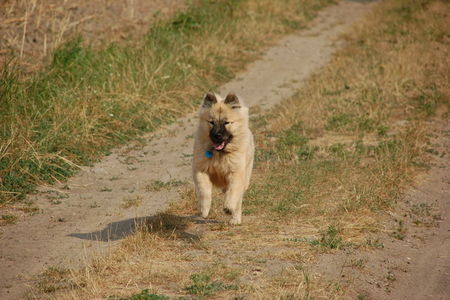 Eurasier Chila gibt Gas