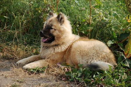 Eurasier Chila macht Siesta