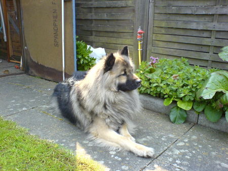 Eurasier