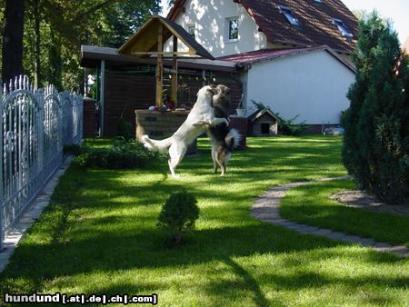 Eurasier Ein Tanzendes Paar