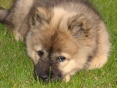 Eurasier Chila (Bjela) vom Zauberwald, 10 Wo.