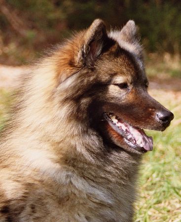 Eurasier Eurasier Hündin