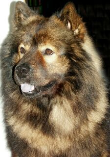 Eurasier Österr. Deckrüde Arras vom Amselgarten