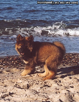 Eurasier Ewan am Strand