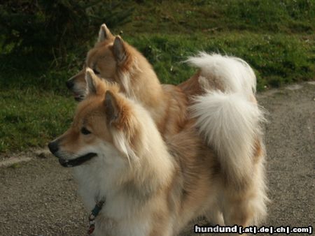 Eurasier Ginger und Anjuli vom Eurasier- Echo