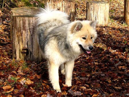 Eurasier Anukis